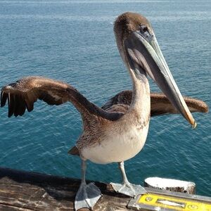 Meet your Posher, Lesley